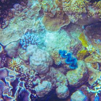 DSCN1701 This picture showcases a giant clam, Giant clams are the largest living marine bivalves, with some species like Tridacna gigas reaching over 4 feet in length...