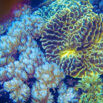 DSCN1717 Another fantastic yellow Pavona cactus coral. They are also known as potato chip coral or leaf coral.