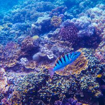 DSCN1723 A Sixbar Wrasse, also known as the Hardwicke Wrasse is characterized by its pale greenish or bluish-green body with six elongated, wedge-shaped black bars,...