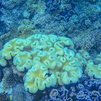 DSCN1738 The picture displays Cauliflower Coral - Colonies are typically small, upright bushes with flattened, bumpy branches, usually cream-colored but can also be...