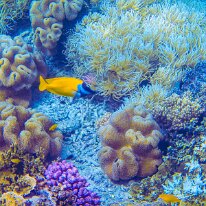 DSCN1741 A Foxface Rabbitfish it is characterized by its vibrant yellow body and a distinctive black and white pattern on its head, resembling a fox's face.