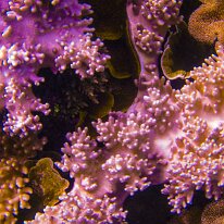 DSCN1744 A uniquely shaped Montipora coral. These corals are known for their vibrant colors and diverse growth patterns, including branching, plating, and encrusting...