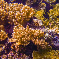 DSCN1746 Acropora corals are a genus of SPS (small polyp stony) corals known for their branching or table-like structures.