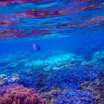 DSCN1754 An Indo-Pacific Sergeant - These damselfish are characterized by their distinctive black vertical stripes over a silvery-white or yellowish body, and a deeply...
