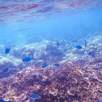 DSCN1830 A school of Blue-green chromis, also known as Green Chromis or Blue Green Damselfish, which is a popular species for saltwater aquariums.