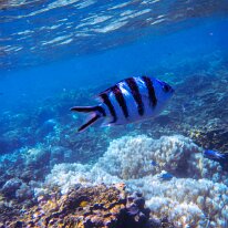 DSCN1833 Stripe-tailed Damselfish are often found in groups, feeding in the midwater or tending to their nests among rocks and coral ledges. Male scissortail sergeants...