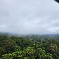 20250424_100700 However, the ride over the trees of the rainforest was still very relaxing and beautiful.