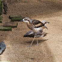 20250424_111705 We decided to go to Kuranda Birdworld to check out some feathered friends. These are Bush Stone-Curlews (also known as Bush Thick-knees). These are distinctive,...