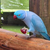 20250424_112354 A Rose-ringed Parakeet, also known as the Indian Ringneck Parakeet. They are medium-sized parrots, typically green in their wild form, but various color...