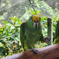 20250424_112842 This is a Panama Amazon Parrot, also known as the Panama Yellow-headed Amazon. Panama Amazons are known for being affectionate, outgoing, and highly skilled at...