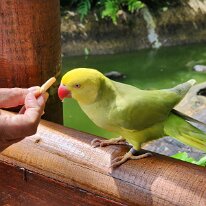 20250424_112907 Sharon feeds a Rose-ringed parakeet. Native to parts of Africa and the Indian Subcontinent, these parakeets have adapted well to various environments, including...