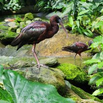 20250424_113150 At a distance, Glossy Ibis appear uniformly dark, but in good light, their plumage reveals iridescent colors like deep maroon, emerald, bronze, and violet....