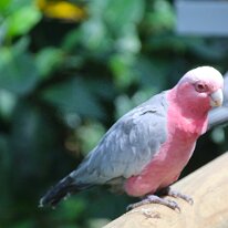 IMG_2366 The Rose-breasted Cockatoo typically live less than 20 years, those in captivity with a good diet can reach up to 72 years of age.