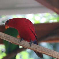 IMG_2372 A Red Lory was perched high above us as we walked around the sanctuary. In the wild, Red Lories primarily inhabit the upper levels of forests, mangroves, and...