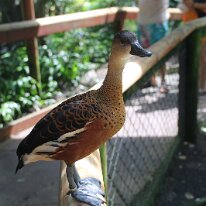 IMG_2373 This photo features a Wandering Whistling-Duck, a species of whistling duck found in tropical and subtropical regions of Australia, the Philippines, Borneo,...