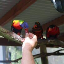 IMG_2379 Sharon feeds a grape to a Rainbow Lorikeet, a vibrantly colored species of parrot native to Australia while two Black-capped Lories look on a bit jealous.