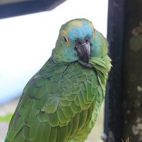 IMG_2380 Blue-fronted Amazons are active, comical, and enjoy interacting with their owners. They are known for being prolific talkers and singers, but can also be very...
