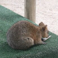 Quokka We also visited the Kuranda Koala Gardens where we saw this adorable Quokka. Quokkas have little fear of humans and commonly approach people closely,...