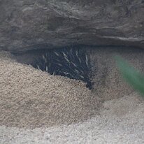 IMG_2390 Echidnas and the platypus are the only mammals that lay eggs. A female echidna is pregnant for only about three weeks. Then, she lays one soft, leathery egg...