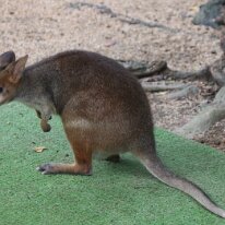 IMG_2398 Pademelons are distinguished from larger kangaroos and wallabies by their smaller size and short, thick, sparsely-haired tails. In my opinion, they are much...