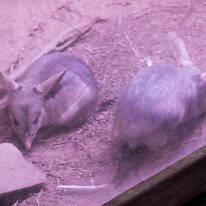 IMG_2399 Two Greater Bilby's, an Australian marsupial. Bilbies are nocturnal and live in arid areas of central Australia, where they dig extensive burrow systems using...