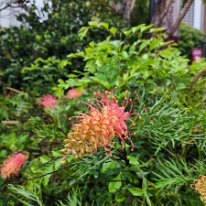 20250427_083150 Grevillea 'Peaches and Cream' is a hybrid evergreen shrub known for its long blooming season and multicolored flowers, which start cream and gradually change to...