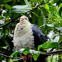 20250427_095519 White-headed Pigeon is a species native to the east coast of Australia. They are typically found in wetter areas along the east coast of Australia, including...
