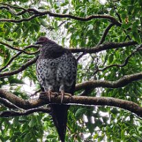 20250427_095814 This is an Australian Brushturkey. They are known for building large mounds of vegetation to incubate their eggs, with the male responsible for regulating the...