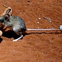 20250427_100053 Spinifex hopping mice are characterized by their brown or fawn fur fading to pale grey or white underneath, very long tails, and well-developed hind legs...