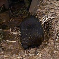 20250427_101340 An echidna, also known as a spiny anteater, which is a unique egg-laying mammal native to Australia and New Guinea. Echidnas are one of only five egg-laying...