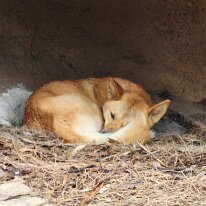 20250427_102331 The dingo is a medium-sized canine that possesses a lean, hardy body adapted for speed, agility, and stamina.