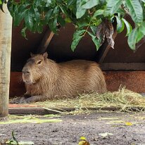 20250427_110901 The capybara, the largest living rodent in the world. Capybaras are semi-aquatic, found in and near lakes, rivers, swamps, and flooded savannas in South...