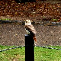 20250427_111539 The Laughing Kookaburra is famous for its loud, territorial call that sounds remarkably like human laughter, earning it the nickname 