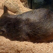 Southern Hairy-Nosed Wombat This is a Southern Hairy-Nosed Wombat. Wombats are short-legged, muscular, quadrupedal marsupials native to Australia. They are known for their powerful digging...
