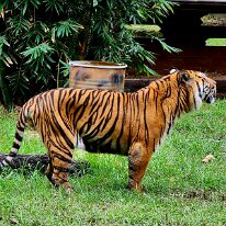 20250427_122157 Sumatran tigers are found only on the Indonesian island of Sumatra, inhabiting forests and jungles. They are top predators, preying on animals like deer, wild...