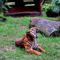 20250427_122223 Sumatran tigers are critically endangered, with fewer than 400 individuals remaining in the wild, facing threats from habitat loss, poaching, and human-wildlife...