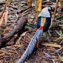 20250427_122906 Despite their striking appearance, Lady Amherst's Pheasants are challenging to observe in their natural habitat due to their secretive nature. They primarily...