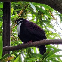 20250427_122938 The White-breasted Ground Dove belongs to the family Columbidae, which includes pigeons and doves.