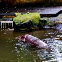 20250427_123312 Pygmy hippos are significantly smaller than common hippos, weighing around 550 pounds, and are found in a dwindling number of sites in tropical West Africa,...