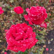 20250429_091956 Mister Lincoln Tea Roses