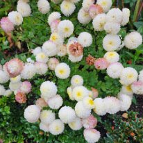 20250429_092613 Chrysanthemums are perennial plants known for their diverse varieties and richly colored blooms.