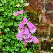 20250429_092630 Foxglove is a beautiful, yet poisonous, biennial flowering plant native to Europe. It forms a rosette of leaves in its first year and produces tall spikes of...