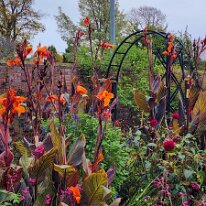 20250429_092702 Canna Lilly are tropical and subtropical herbaceous perennials known for their large, vibrant flowers and bold, often colorful foliage, which can be green,...