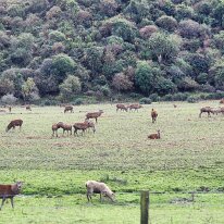 20250429_131307 Deer farms are found throughout the North and South Islands on most land classes and climate zones. This reflects the innovative husbandry of deer farmers and...