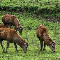 20250429_131423 Deer are farmed for venison, and for the velvet from their antlers.
