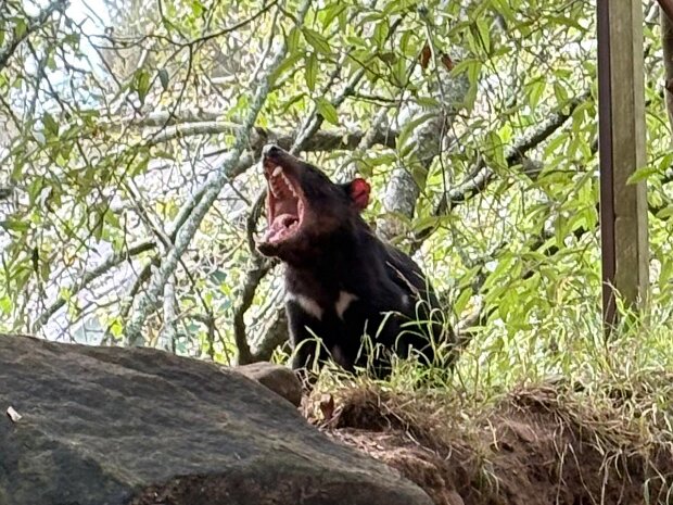 13 April Day 4 Port Arthur Historical Site and the Tasmanian Devil Unzoo