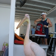 IMG_1795 As we wandered thru the streets of Mykonos, we came across the very large pelican who sat and greeted visitors to this greek restaurant. And yes, he is...