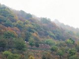 S_Middle Rhine00098 Goats on the hill.jpg